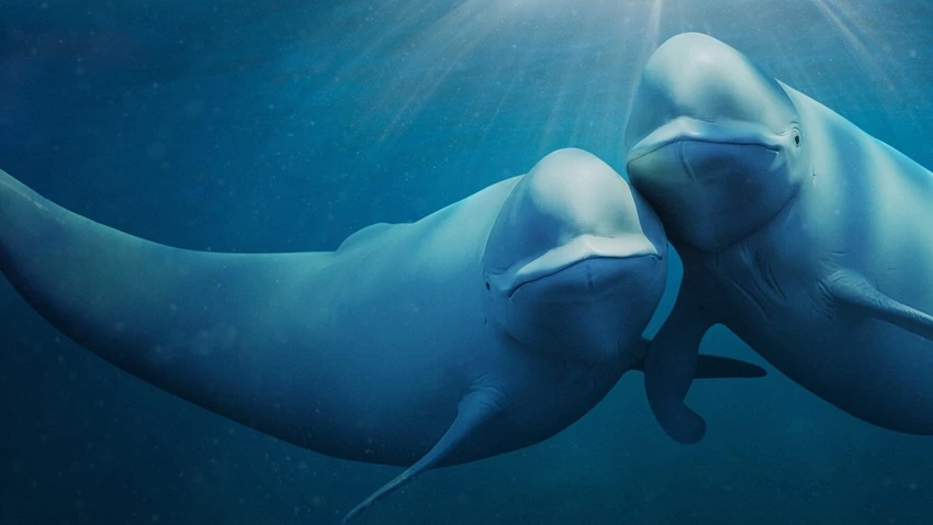Download Our Oceans | 2024 | Season 1 | {Hindi-English-} | Netflix Original Web Series | 480p 720p 1080p | HDMoviesHub